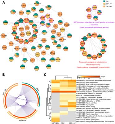 XBP1 impacts lung adenocarcinoma progression by promoting plasma cell adaptation to the tumor microenvironment